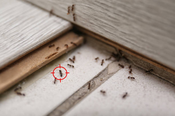 Best Rat Extermination Near Me  in Sublimity, OR